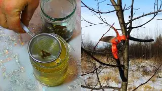 Aspen - in winter. Prostatitis, adenoma, nephritis, pancreatitis, diabetes, hemorrhoids, colitis.