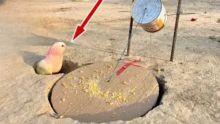 Hole Pigeon Trap Using Cardboard | Birds Trap Ideas | 