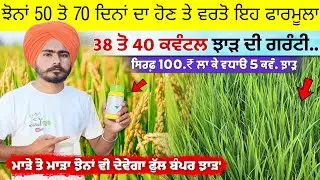 ਝੋਨਾਂ 50 ਤੋ 70 ਦਿਨਾਂ ਦਾ ਹੋਣ ਤੇ ਵਰਤੋ ਇਹ ਫਾਰਮੂਲਾ 38 ਤੋ 40 ਕਵੰਟਲ ਝਾੜ ਦੀ ਗਰੰਟੀ • agri advice