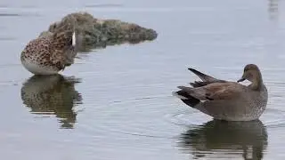 A day at WWT London Wetland Centre