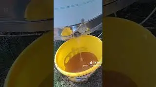 honey bee 2023