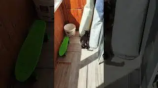 котик ловит муху неудачно #кот #котик #муха #плаки плавки #cat #music #лето
