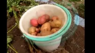 Огород без хлопот.  Собираем урожай.  Картофель из глазков (очисток).