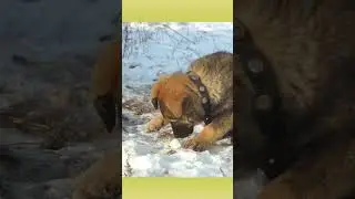 Dog 🐶 eating snow 🌨️#5kviral#shorts