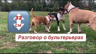 Анонс. Разговор о бультерьерах.