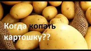 Когда лучше копать молодую картошку или ✅ картофель по лунному календарю в сентябре или в августе
