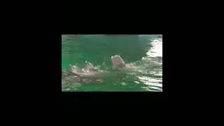 Белый кит Пузырек и дельфины(Анапа)