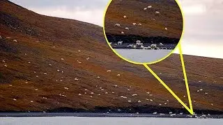 Tourists thought they saw sheep, but you have no idea what it really is