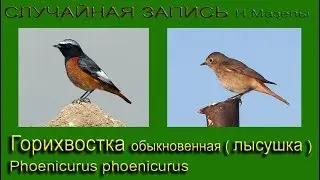 Горихвостка обыкновенная. Лысушка. Сигнал тревоги
