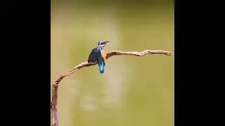 AMAZING BIRDS | SMALL BIRDS 