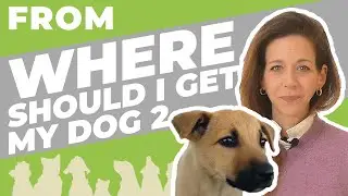 Adopt vs Breeder - From WHERE should I get my dog? - Part 2