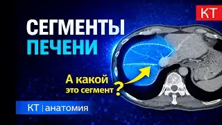 Сегменты печени на КТ