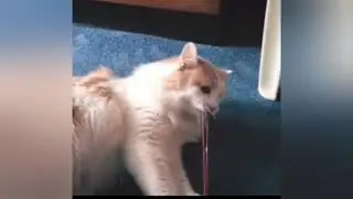 KUCING KASMARAN