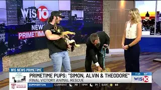Primetime Pups: Simon, Alvin & Theodore