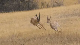 צבי עם שש רגליים מרחיב את העדר Six legged Mountain gazelle expands his Harem
