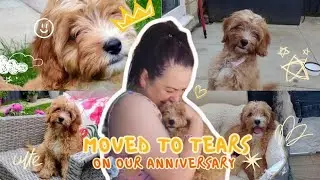 This surprise Moved my wife  to TEARS! #cavapoo #dogs #puppy #cavapoopuppy #youtube #anniversary