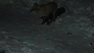 очень наглый лис