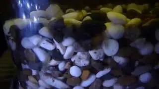 Улитковые пиявки