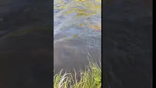 ловим ленка