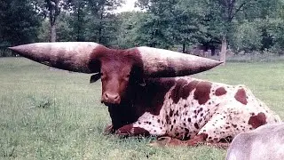 Animals Begin to Mutate