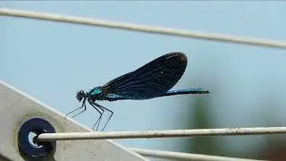 Flibbertijibbet  "Dragonfly"