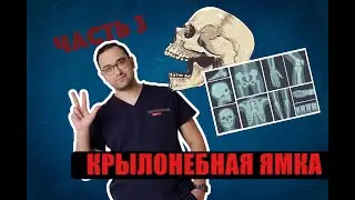 КРЫЛОНЕБНАЯ ЯМКА АНАТОМИЯ ЧАСТЬ 3