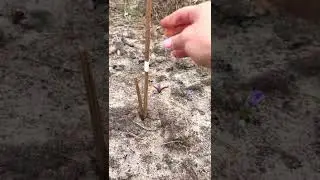 Фазенда просыпается / цветут луковичные / груша принялась /