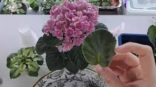Купили фиалки? А что дальше?