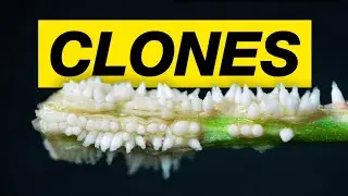 HOW TO CLONE CANNABIS!