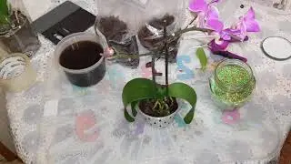 Восстановление тургора у здоровой орхидеи. Легко!