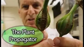 Growing new orchids from seed