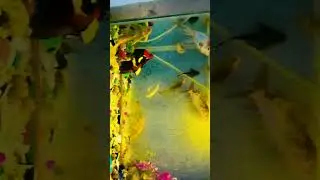 fish aquarium beautifull #fish #machli #aquarium