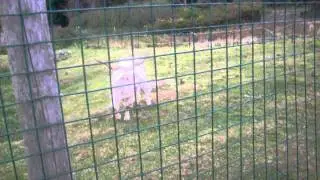 Crazy Goat attacked by Llama!
