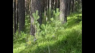 Сосна Обыкновенная. Обзор растения и насаждения.