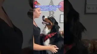 This Dog Won’t Leave His Mom’s Side | Dodo Kids
