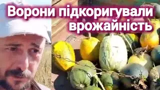 На ринку насіння гарбузи подорожчало а на городі поменшало