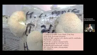 General aspects on growing Lion's Mane mushroom