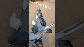 Pigeon Lover❤️