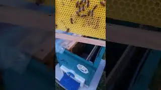 Ana arıda kalite şart