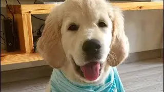 Милый щенок золотистого ретривера. Дора 3 месяца. Puppy Golden Retriever