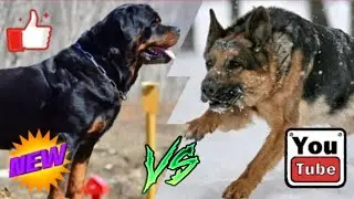 КТО СИЛЬНЕЕ!НЕМЕЦКАЯ ОВЧАРКА ПРОТИВ РОТВЕЙЛЕРА!//БАТЛ СОБАК//(A.B.B)