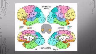 11 Brain Networks Pt1