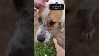 ТАЙНА ДРЕНАЖА РАСКРЫТА! КАК делает алабай, а ты нет? #собаки #алабай #dog