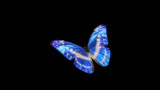 Flying Butterfly | Stock footage | Looped