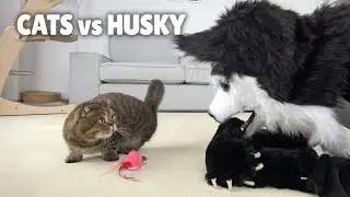 Cats vs Husky! | Kittisaurus