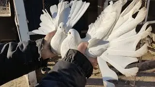 Голуби моего дедушки (декабрь 2022)