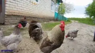 КОЛХОЗ В РОССИИ.Курица срёт.А петух смотрит