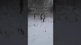 Ягдтерьер Жора