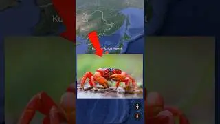 Crab on google maps and google earth 