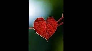 Sagittarius Love Nov 1-15/19 Getting Noticed